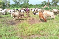 Agriculture-program