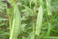 agriculture-1