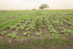 agriculture-2